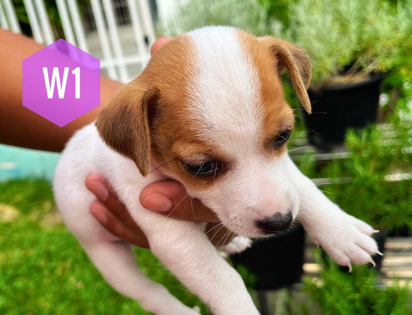 ลูกสุนัข Jackrussell เพศเมีย 4