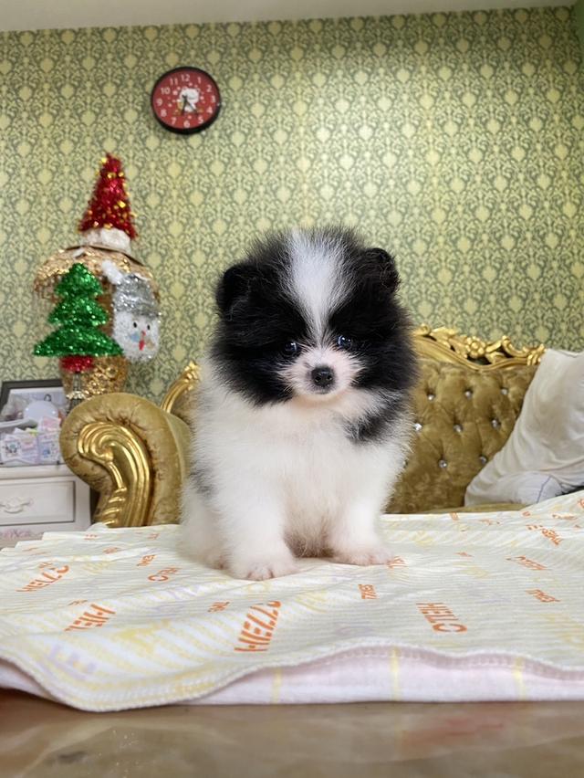 ลูกปอมเมอเรเนียนแท้ สีสวย มีหลายตัวให้เลือก