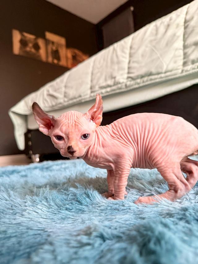 แมว สฟิงซ์ เพศ เมีย พร้อมย้ายบ้าน 11