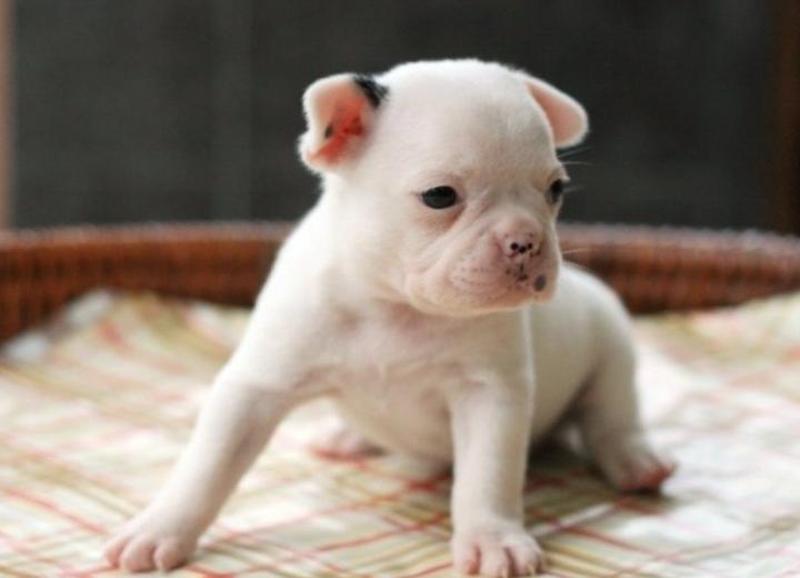 ปล่อยขาย Boston Terrier ตัวจิ๋ว