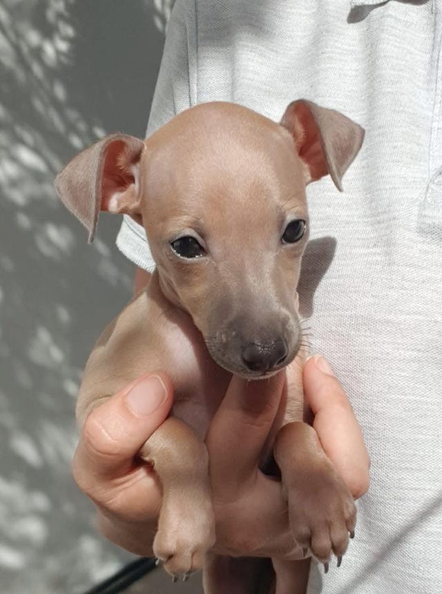 ขายสุนัข Italian Greyhound เพศผู้