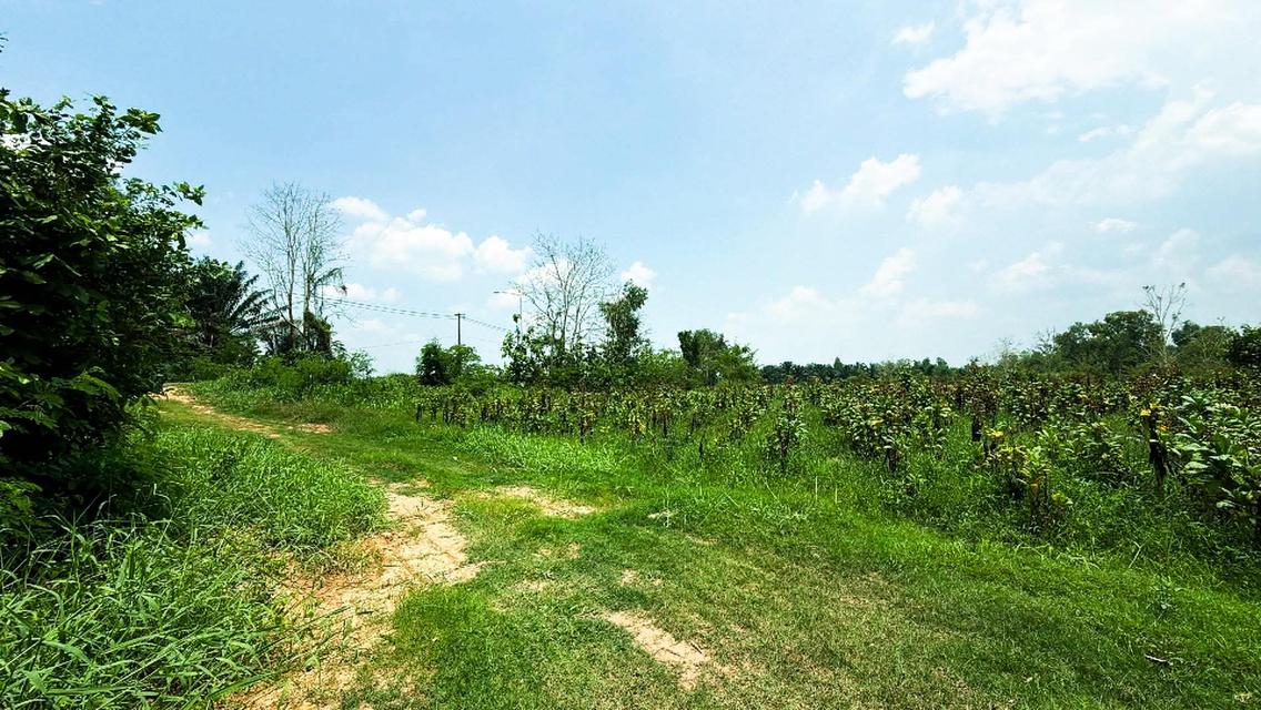 ที่ดิน 2 ไร่ 2 งาน อำเภอบ้านแพง นครพนม 6