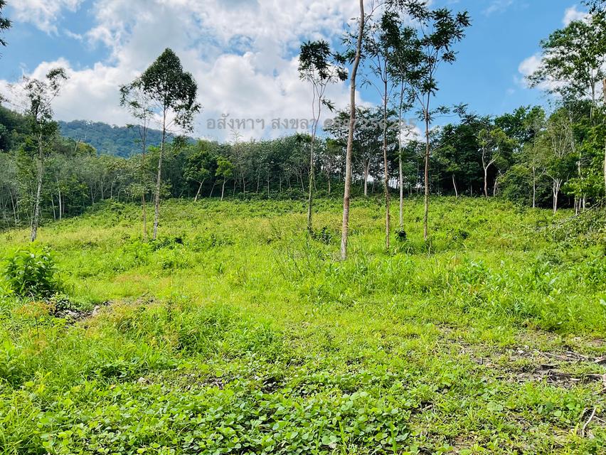 ที่ดิน13 ไร่ หน้าติดถนน 200 เมตร 4