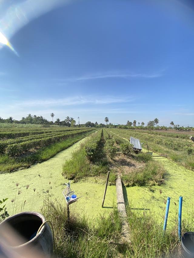 ขายที่ดินนครชัยศรี ราคาคุ้มที่สุดในย่านนี้