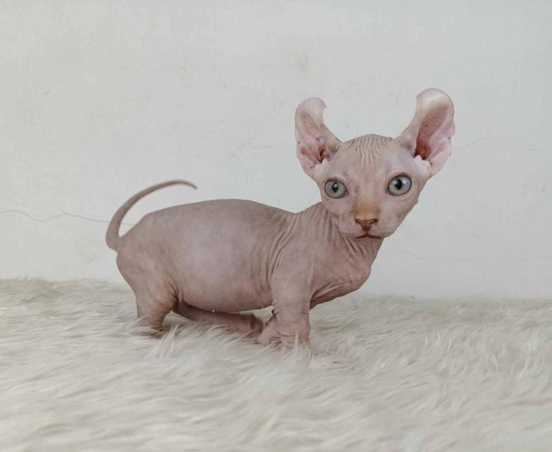 33.แมวดเวล/เพศผู้ หาบ้าน Dwelf Cat/Male looking for a new home 3