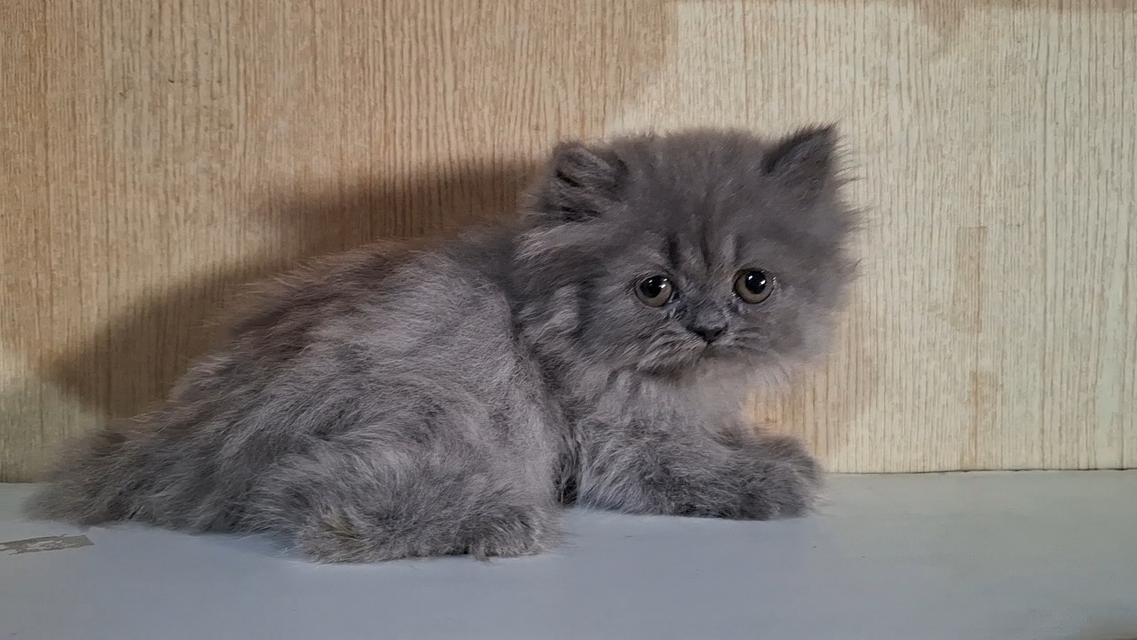 ลูกแมวบริติชสีบลูเพศหญิง รูปที่ 3