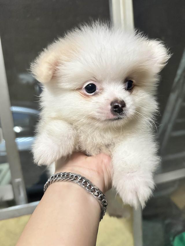 น้องหมา ปอมเมอเรเนียน