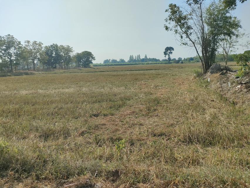 ขายที่ดินเกษตรด่วนจำนวน 6 ไร่ 3 งาน 84 ตารางวาน้ำไฟเข้าถึงอยู่ในเขตชุมชนหมู่บ้าน 5