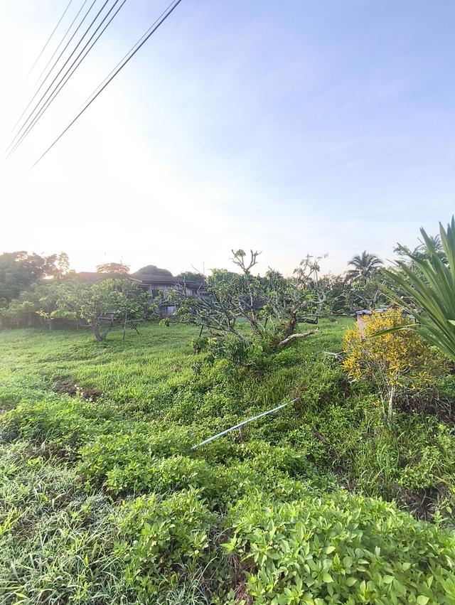 ที่ดินงามเชียงใหม่ 6