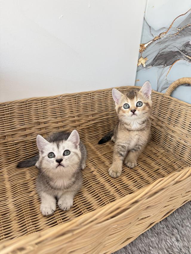 ลูกแมวสายพันธุ์บริติชแท้ รูปที่ 4