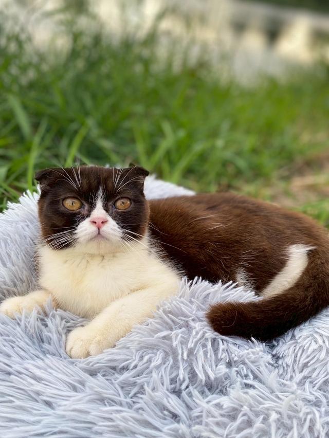 สาวน้อยช็อกโกแลต