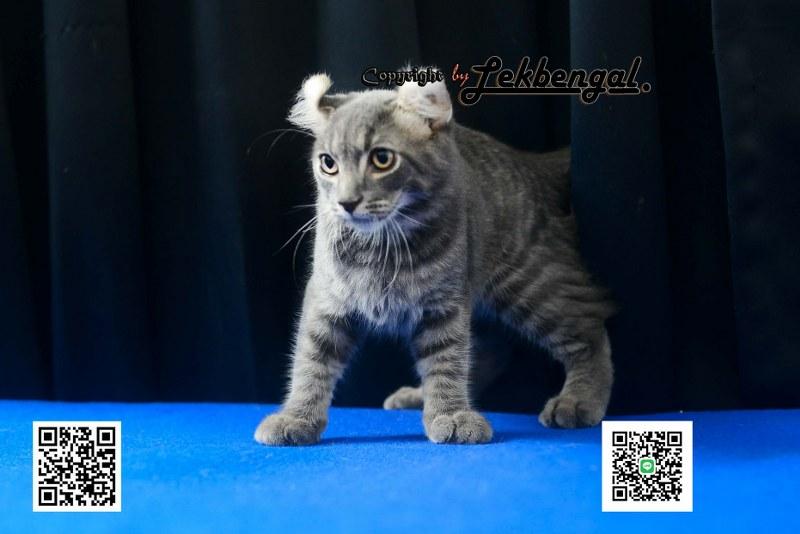ขายลูกแมวจอมกวน อเมริกันเคิร์ล สีบลู หางกระต่าย (bobtail) สายพันธุ์แท้  7