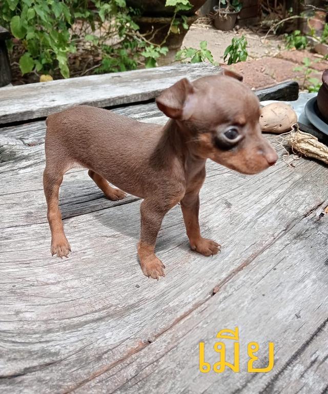 ลูกสุนัข Miniature Pinscher หาบ้าน