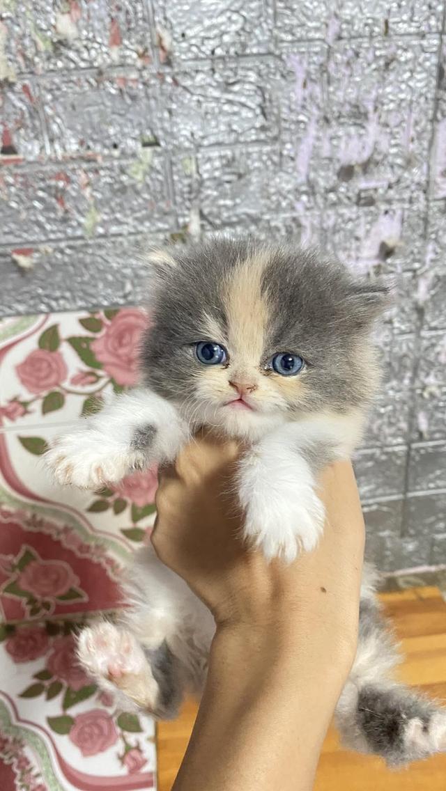 เปอร์เซียแท้ หาบ้าน🐯 2