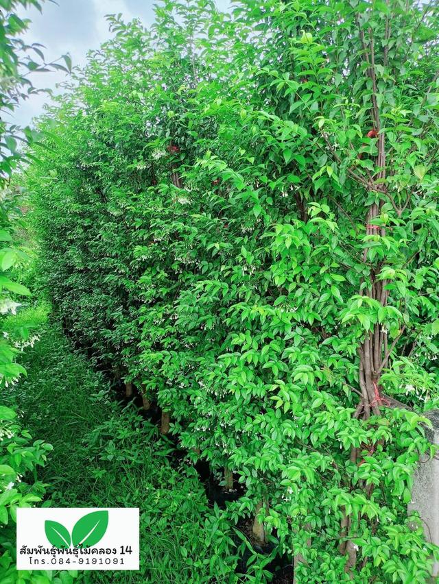 โมก ต้นโมก โมกพวง โมกทำรั้ว