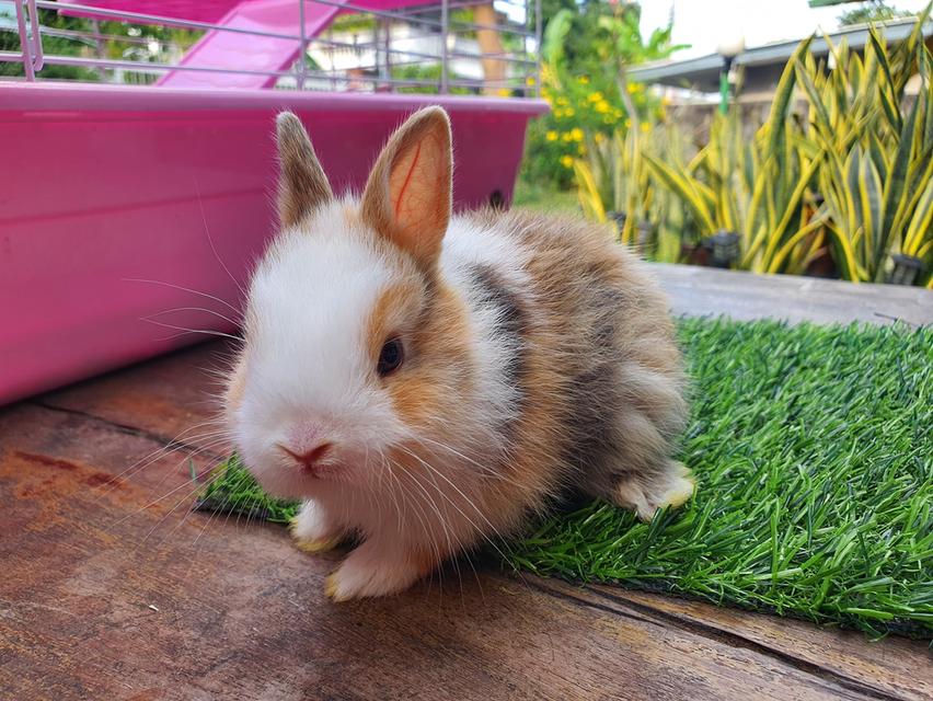 หาบ้าน Netherland Dwarf 2