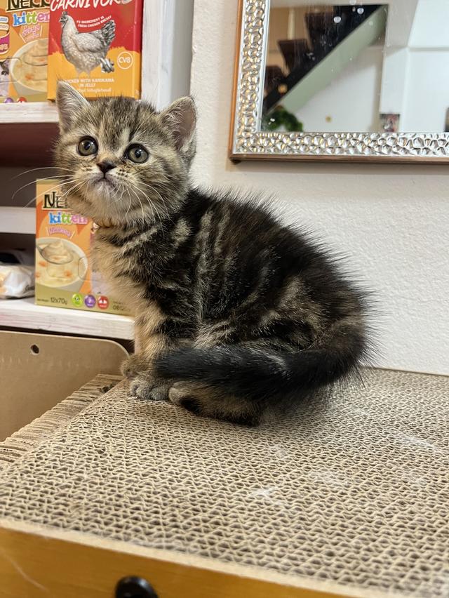 แมว EXO ติก   🔥🔥🏠🔥สามสี