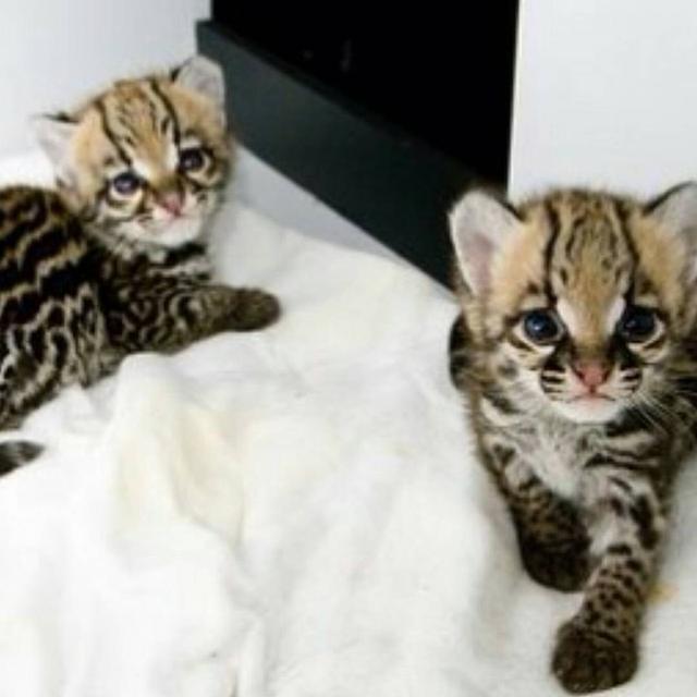 Lovely Ocelot Cats, Male And Females  WhatsApp me : +66 63 826 3042