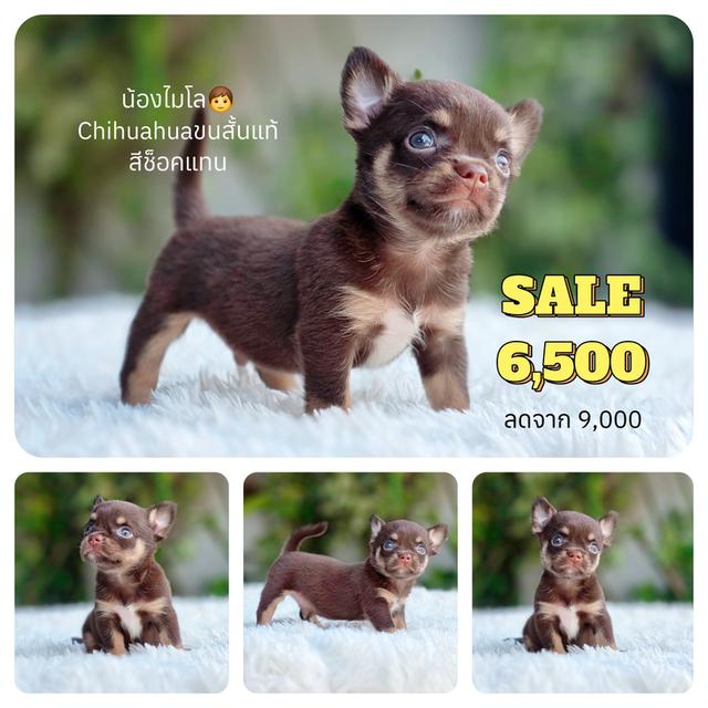 ชิวาวาแท้สีช็อคพร้อมย้ายบ้านมีส่งเก็บปลายทาง รูปย่อยที่ 3