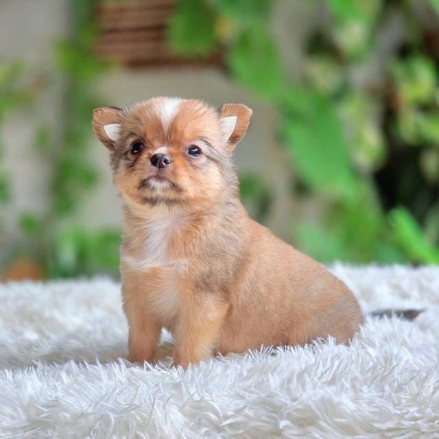 ชิวาวาแท้ เพศเมีย ขนยาว รูปที่ 8