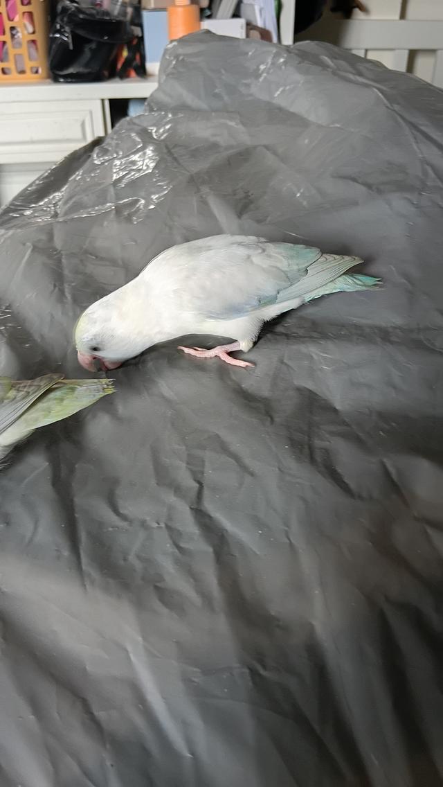 นกฟอพัส (Forpus Parrot)สี: ไดลูทพาสเทล (Dilute Pastel) โทนละมุน สีสวยหวานสะอาดตา เอกลักษณ์ความนวลที่ละมุน รูปย่อยที่ 4