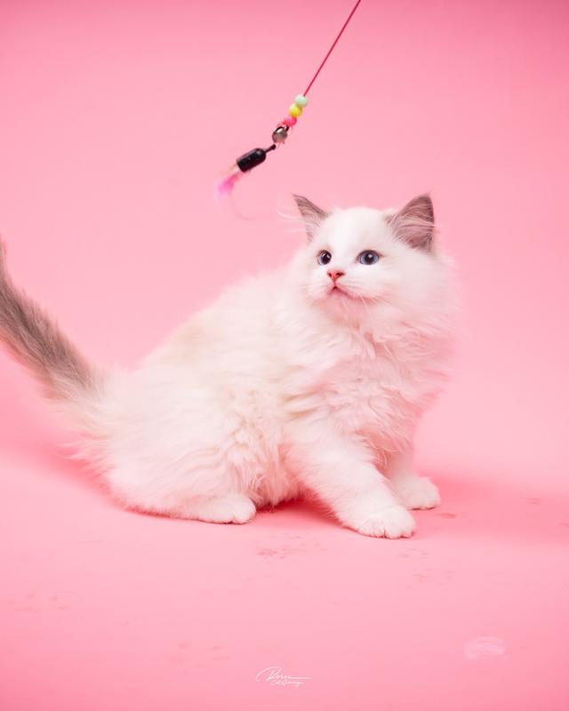 แมวแร็กดอลล์ (Ragdoll) อายุ 4 เดือน รูปที่ 7