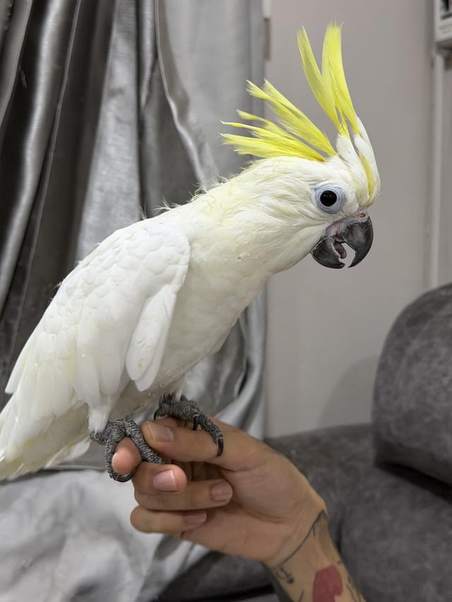 กระตั้วมิเดี้ยม Cockatoo medium เพศผู้ และเมีย รูปที่ 7