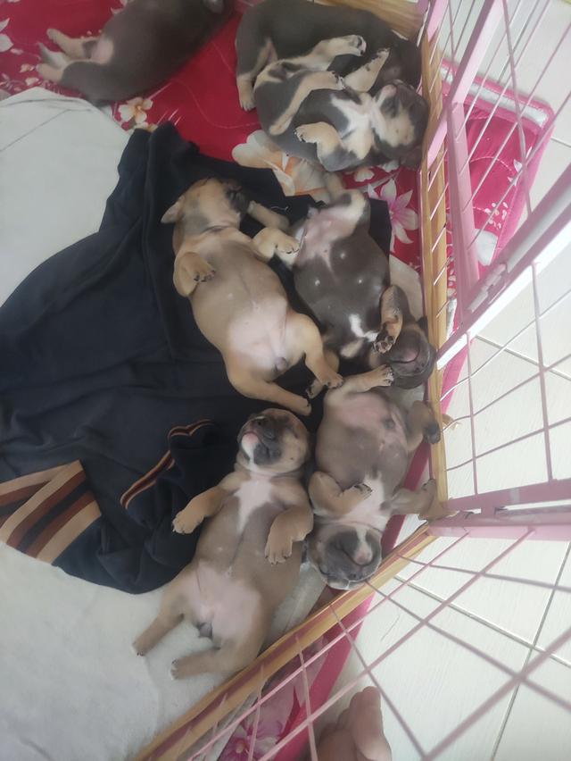 สุนัทพันธุ์เฟรนบลูด็อก