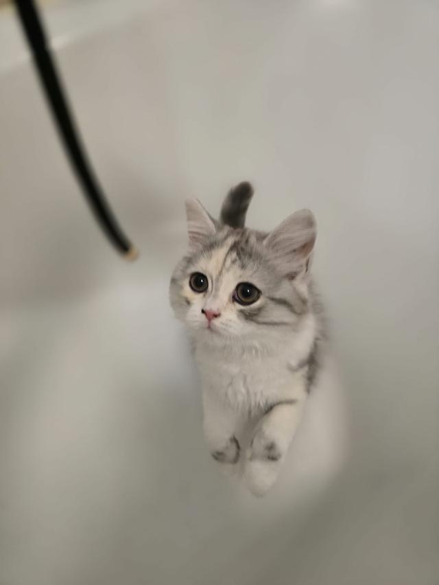 แมว สก็อตติชโฟลด์หูตั้งเสี้ยว Himalayan