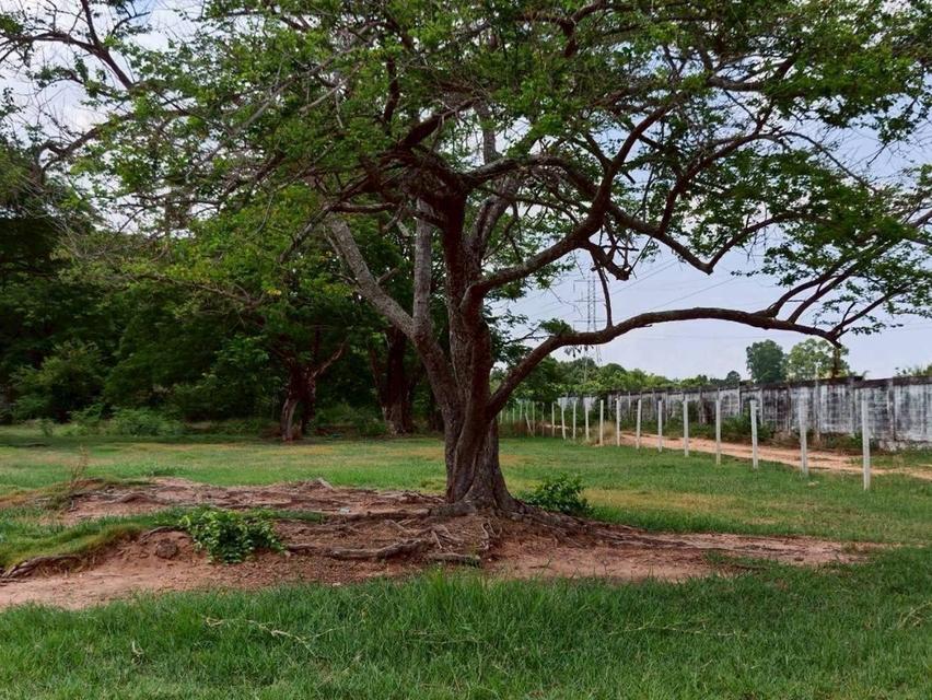 ที่ดิน ขายที่ดินติดถนน เนื้อที่ 6 ไร่ 1 งาน 62.7 ตร.ว. ใกล้ท่าอากาศยานนานาชาติขอนแก่น 6