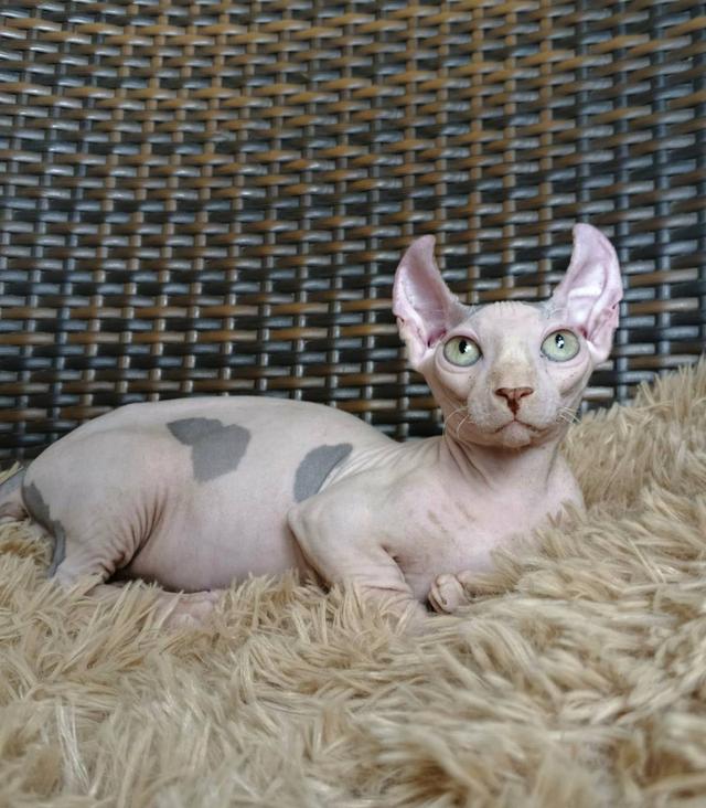 31.แมวดเวล/เพศผู้ Dwelf Cat/Male 9