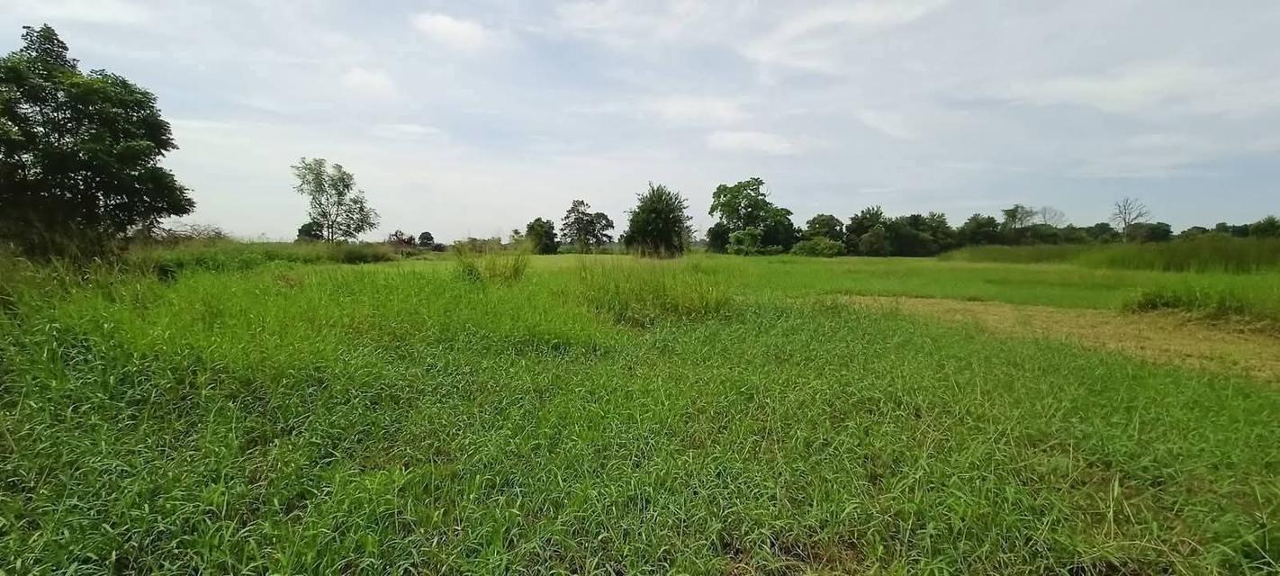 ขายที่ดิน22ไร่ขามทะเลสอติดถนนเลียบมอเตอร์เวย์M6 ขนาดที่ดิน 22-1-13ไร่ หน้ากว้างติดถนน 178ม. 2