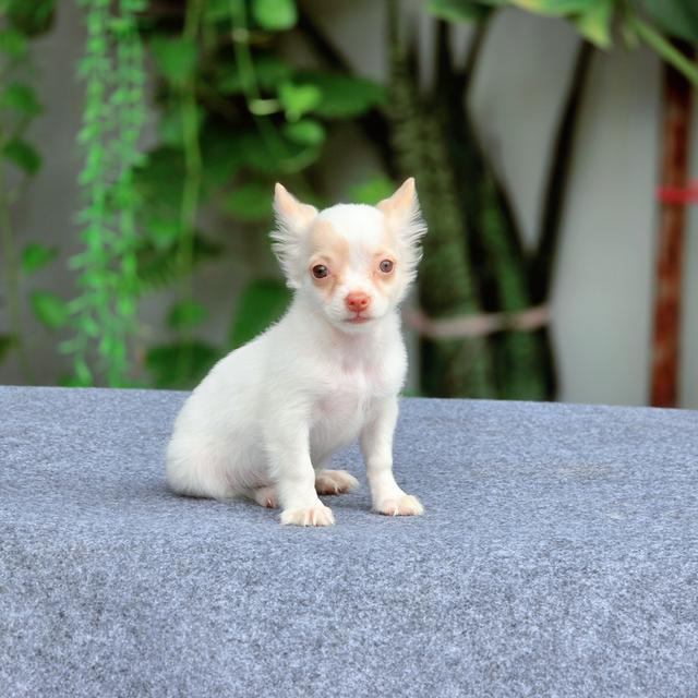 Chihuahuaขนสั้นพันธุ์แท้น้องเจ้าขาเพศเมีย