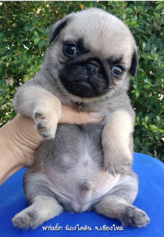 ปั๊กแท้ อ้วนๆสั้นๆ มีบริการเก็บเงินปลายทาง รูปที่ 3