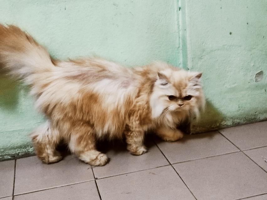 Persian big femal cat รูปที่ 2