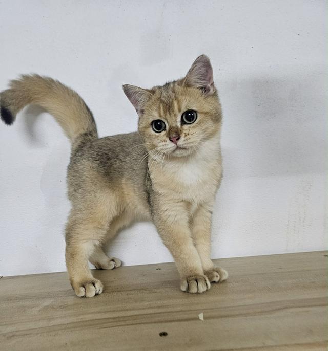 แมวบริติชเด็กชาย 4เดือนกว่าพกใบเพดลดประชากร รูปที่ 5