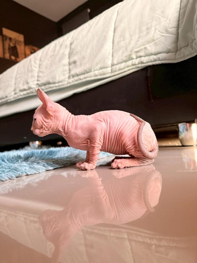 แมว สฟิงซ์ เพศ เมีย พร้อมย้ายบ้าน 12