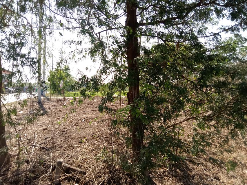 ที่ดิน 100 ตรว. บ่อเงินซอย 8 ต.บ่อเงิน อ.ลาดหลุมแก้ว จ.ปทุมธานี 13