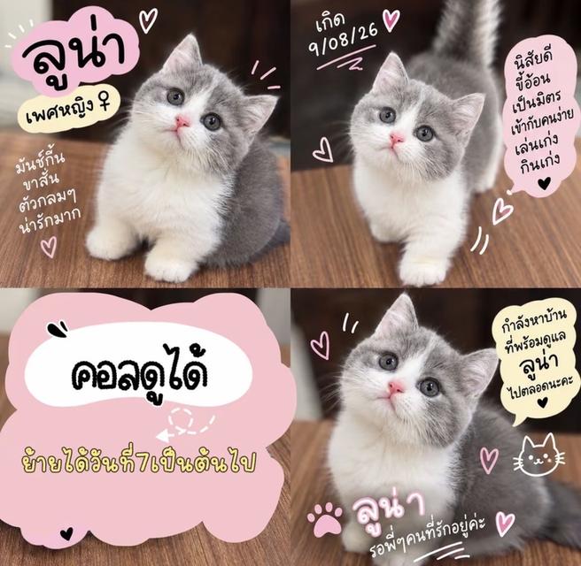แมวมันช์กิ้นขาสั้น วัคซีนให้ก่อนย้ายทุกคน ตรวจโรคและสุขภาพให้ฟรี รูปที่ 3
