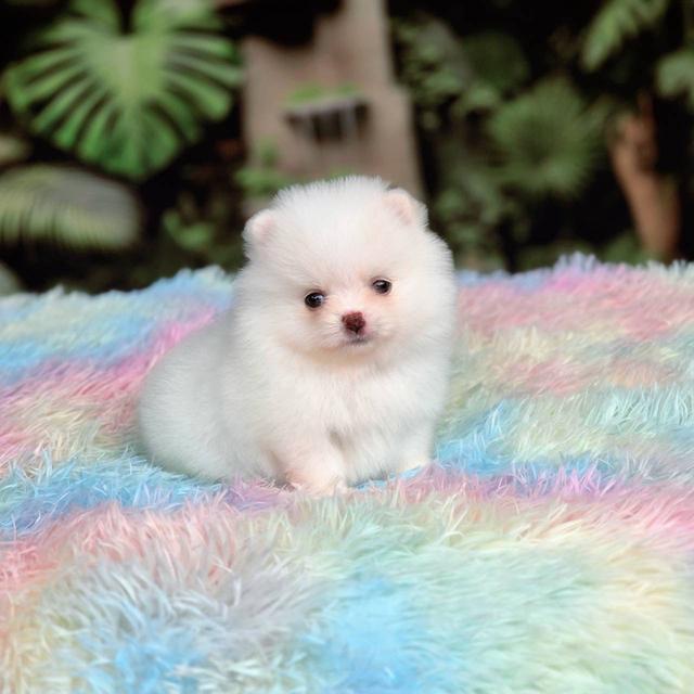 ปอมเมอเรเนียนแท้ เพศผู้ ทีคัพ รูปที่ 10