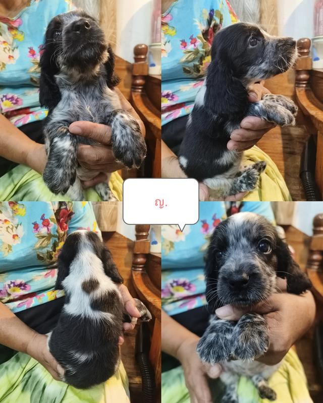 English Cocker Spaniel เพิ่ลรัก จำหน่ายลูกสุนัขพันธุ์อิงลิชค็อกเกอร์แท้
