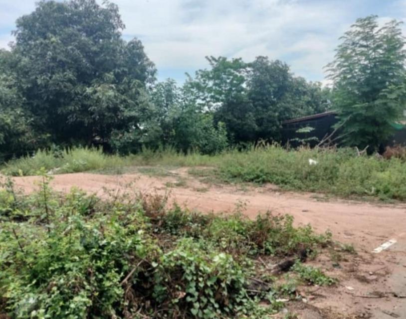 ขายที่ดินพัทยา หนองปรือ 115 ตรว. ซอยหนองไม้แก่น15 ใกล้อ่างเก็บน้ำมาบประชัน-2กม.อ.บางละมุง ชลบุรี 1