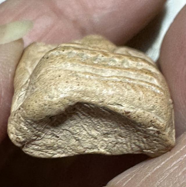 🙏พระคงลำพูน🙏พระกรุเนื้อชิน องค์ละ 800 รูปที่ 5