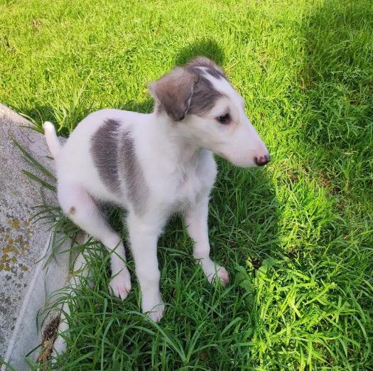 สุนัข Borzoi ตัวเมีย