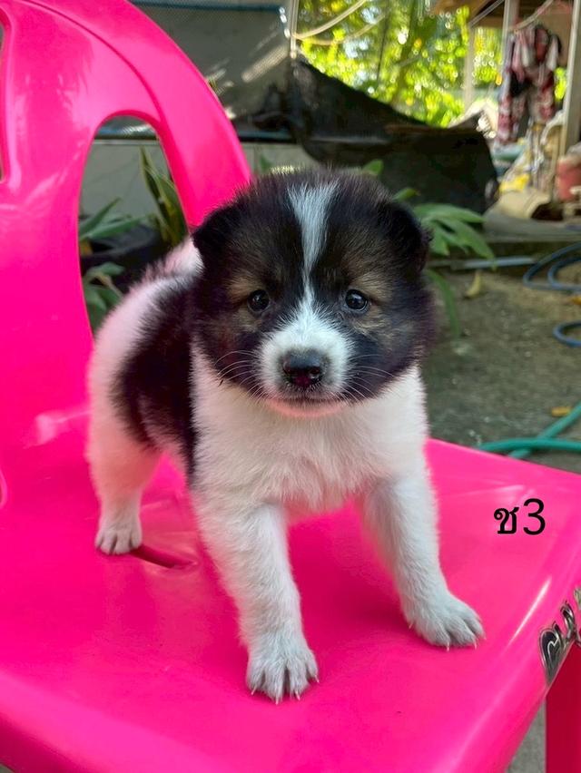 ลูกสนุัข พันธุ์บางแก้ว 9