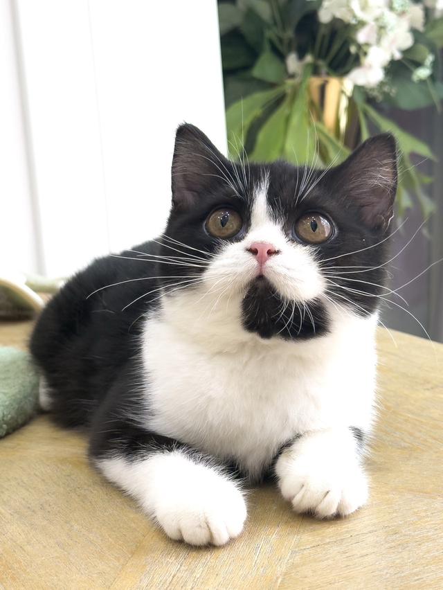 แมว Scottish fold baby girl รูปย่อยที่ 2