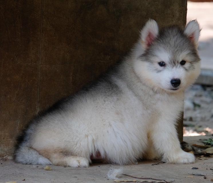 ไซบีเรียนฮัสกี้ Siberian husky 2