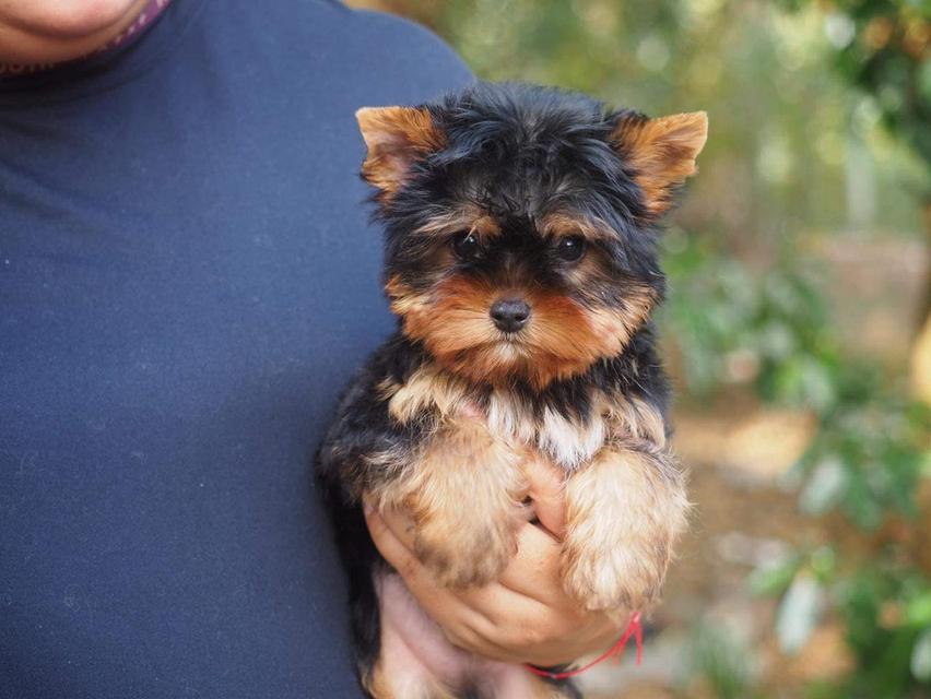 11 weeks old, adorable Yorkie Puppies รูปย่อยที่ 3