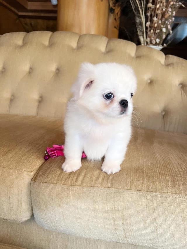 ลูกสุนัข Pekingese สีขาว 4