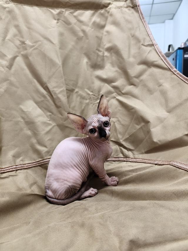 ดญ.สฟิงซ์ขาสั้นsphynx